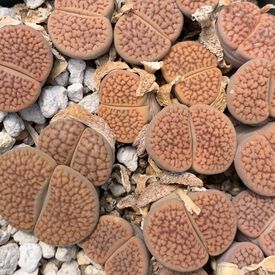 Hookerii, Lithops Seeds